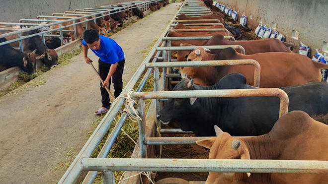 Spread of animal diseases threatens Vietnam's livestock industry