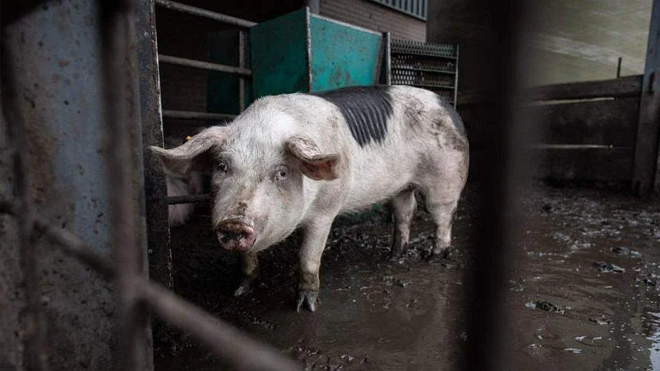Vietnam on alert after human cases of pig-related disease discovered